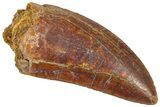 Serrated, Carcharodontosaurus Tooth - Real Dinosaur Tooth #364752-1